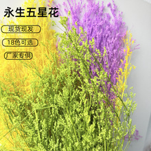 ����������diy�������ǻ���ɫ�F؛���l�ɻ��滨�m�Ĳݻ���