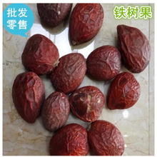 中药材 铁树果 铁树籽 凤凰蛋 铁铁树子 果实 另有 铁树雄花