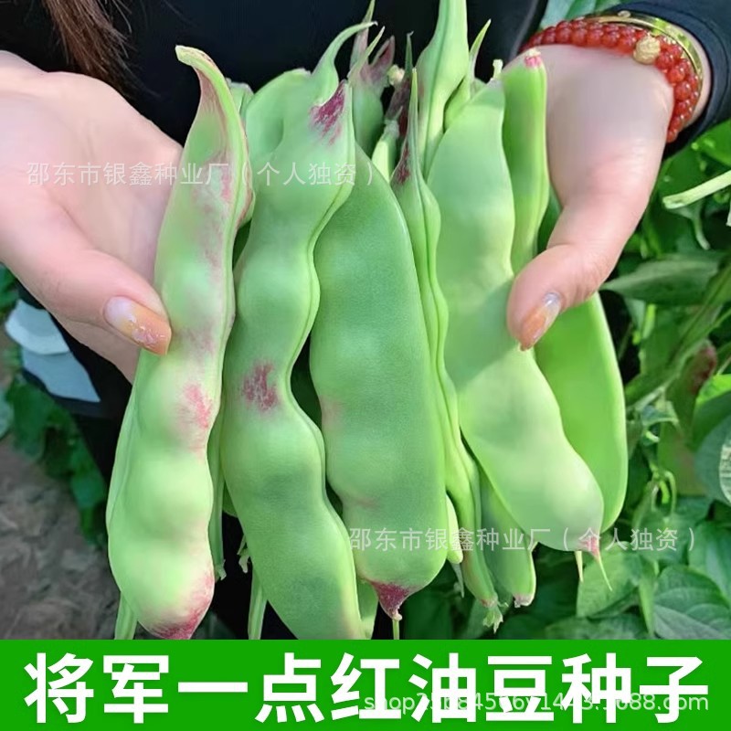 将军一点红油豆种子东北豆角宽芸豆种籽原装四季蔬菜豆角种子大全