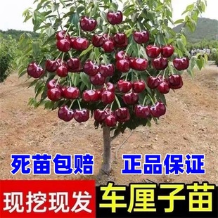 Cherry Saplings, Cherry Trees, Southern and Northern Potted Courtyard Fruit Trees, Authentic Grafted Large Cherry Saplings