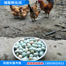 脫溫苗一月齡黃麻羽蛋雞苗高產綠殼蛋雞苗土雞苗產蛋高半大雞苗