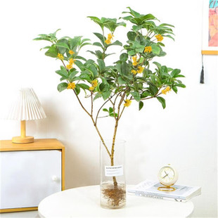 ˮ��ֲ��𻨘������ԝ������ļ������҃��̨ͥԺ�Gֲ���� ��