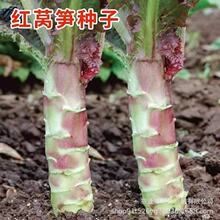 �t���~�n�S�N���ش�߮a�tƤ�G�����n�Ĵ��ﶬ���r���߲˷N��