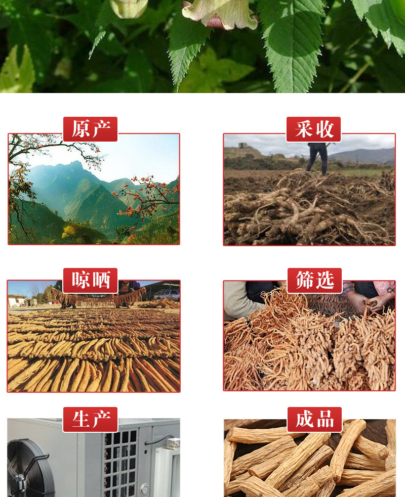 Dang Shen Segments (Codonopsis pilosula) — Gansu Minxian Dried Herb, 500g specifications