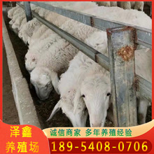 哪里有卖小尾寒羊的 小尾寒羊肉羊怎么卖的 小尾寒羊怀孕母羊价格