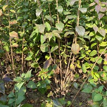 耐寒 东北连翘苗 迎春花 丛生连翘绿篱树苗 规格全 园林绿化灌木