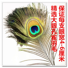 25-30cm 專挑大眼睛 4-6cm大眼孔雀毛 無損耗 孔雀羽毛 高品質