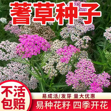 ��ݻ��N���ѻ�ɫ�������ͺ��׻�N�ӻ����ļ�ֲ��@�ֻ��ݷN��