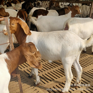����ɽ��С��� �Bֳ���N�۲���ɽ�� ���ʲ���ɽ��Ʒ�N