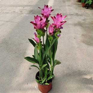 Base Wholesale Ginger Lotus Perennial Herb Florals Ground Cover Plant Wholesale