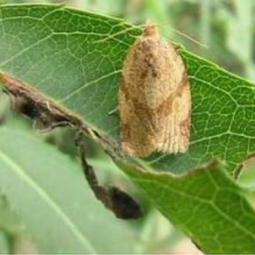 苹小卷蛾引诱剂 Adoxophyes orana Beijingsis 诱芯 昆虫信息素