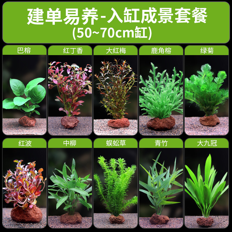 水槽造園パッケージ、水ヤシ、沈木、本物の水、淡水、無土壌植物、酸素化、低パール|undefined