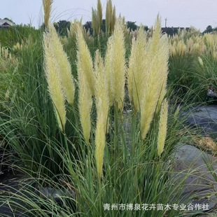 Poa Grass, Dwarf Poa Grass, Aquatic Plants, Ornamental Grass, Perennial Herb, Wetland Greening, Water Body Purification, Courtyard Planting