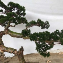 【松柏】仿真松树假迎客松盆栽大型展厅橱窗摆放造型盆景乔木