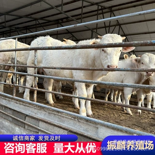夏洛莱牛养殖 育肥肉牛 供应改良肉牛犊价格 利木赞牛
