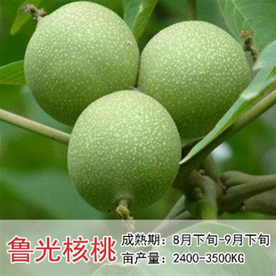 �޽Ӻ��Ҙ���������ϱ����Nֲɽ������8518���Ա�����Ƥ����Y��