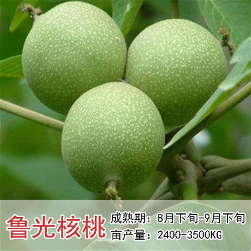 嫁接核桃树苗果树苗南北方种植山核桃苗8518地栽薄壳纸皮当年结果