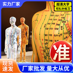 针灸穴位人体模型穴位经络模特图全身中医十二铜人扎针小皮人