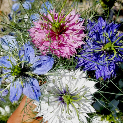 Love-in-a-mist seed Four seasons Easy species Persia gemstone outdoor courtyard balcony Potted plant Flower seeds