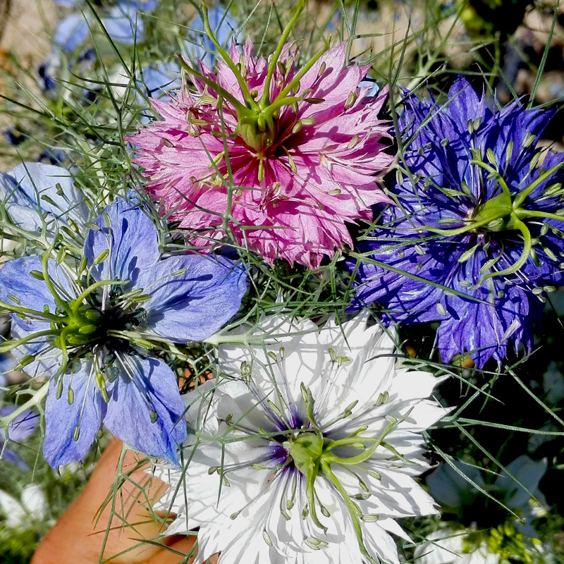 Love-in-a-mist seed Four seasons Easy species Persia gemstone outdoor courtyard balcony Potted plant Flower seeds