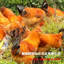 胡須雞苗活體孵化場直賣三黃土雞苗青腳土雞苗山地放養土雞包運輸