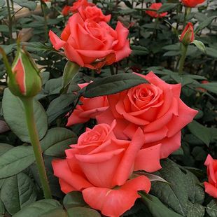 Yunnan Large Flower Balcony Flowering Rose Seedlings All Year Round Courtyard Rose Potted Florals 10 Cuttings Straight Seedlings