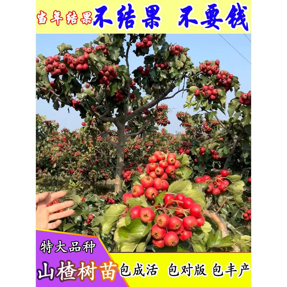 山楂树活苗特大金星盆栽嫁接甜红子大五棱当年结果南北方种植果树