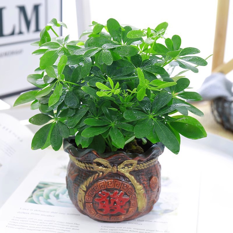 행운나무 4그루 25-30cm + 머리주머니 세라믹 화분 + 영양액