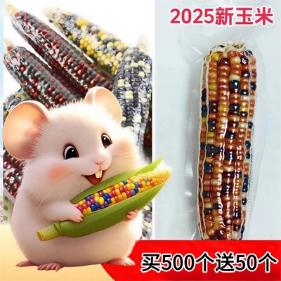 25 Mini Corn Hamsters Molar Corn Watkins Bear rabbit Totoro Squid Molar snacks Toys