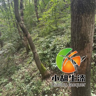 �Ĵ��ɶ���������������tľ�Ҿ��������Ž���