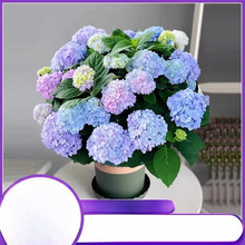 С�网���������ļ��_���҃�ֲ�ﻨ���̨���B��o�M���Ϙ����]