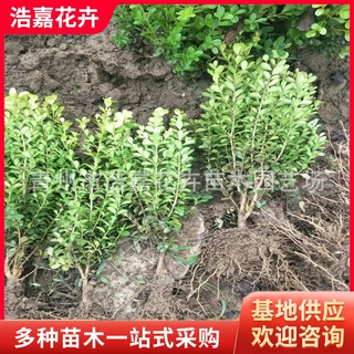 大量低价格批发瓜子黄杨绿篱 40公分小叶黄杨价格 道路景观工程