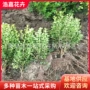小叶景观道路大量绿篱