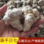 云南文山产地冻干田七