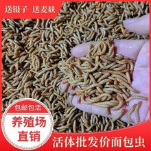 面包虫活虫黄粉虫活体金龙鱼乌龟仓鼠大麦虫画眉鸟食八哥幼虫钓鱼