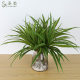 Simulation of 2-head Bundle Chlorophyte Grass Air Pineapple Plant Chlorophyte Potted Plant Green Plant Decoration Landscape Scene Layout