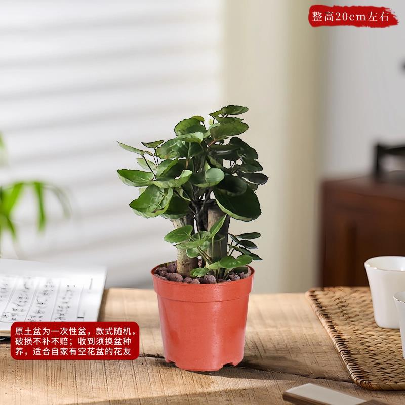 福禄桐（简易盆）20-25cm左右