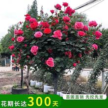基地直发特大树状月季月季嫁接多色庭院玫瑰树桩四季开花老桩