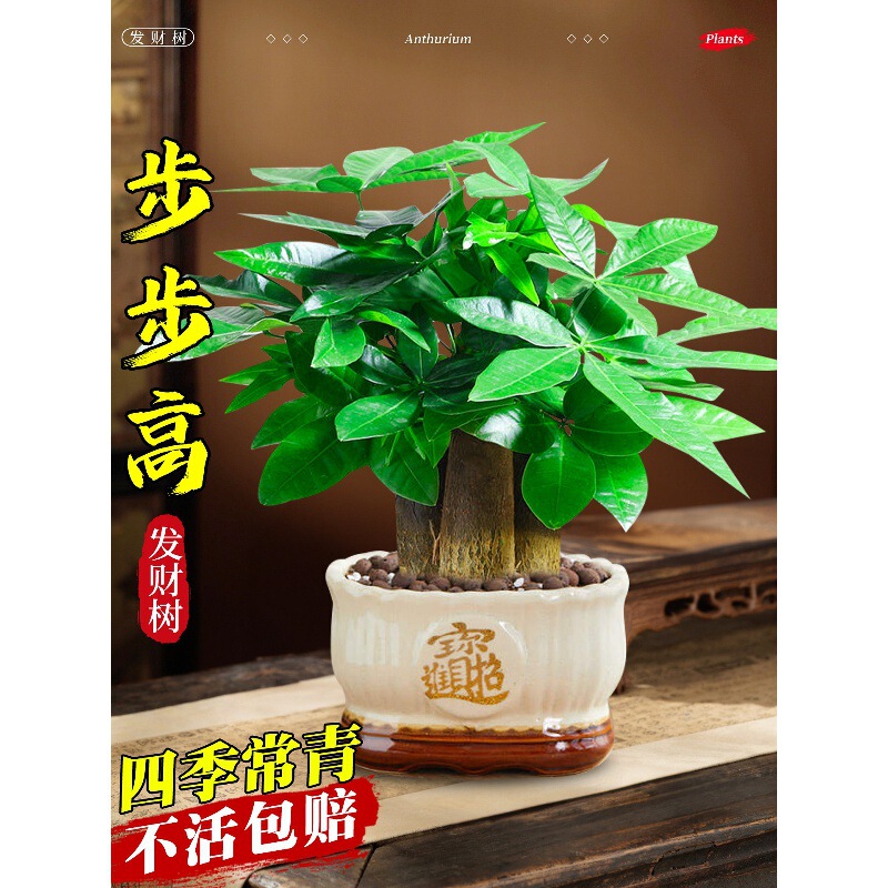 Fortune Tree Potted Plant, Green Plant for Indoor Living Room, Large Money-Attracting Chinese-Style Money Tree, Small Potted Bonsai Fortune Tree Potted Plant, Green Plant for Indoor Living Room, Large Money-Attracting Chinese-Style Money Tree, Small Potted Bonsai