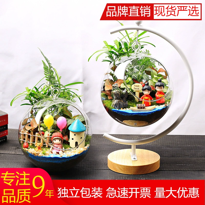 16c Верхняя подвесная бутылка G Белый кронштейн Мох Микро Пейзаж Экологическое стекло Настольный мини-зеленое растение Цветок Маленькое растение в горшке