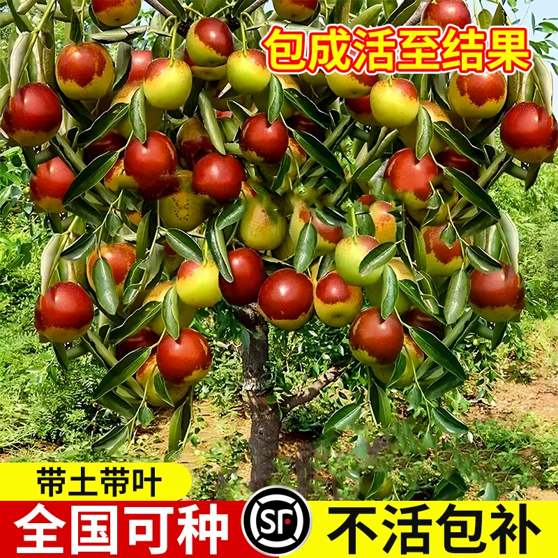 Саженцы зизифуса, супер сладкие зизифусы, посаженные на юге и севере, привитые деревья зизифуса, саженцы садовых деревьев в горшках для дворов.