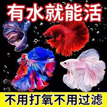 赛级懒人斗鱼仙女宠物婚纱纯白超美半月热带观赏鱼好养耐活速卖通