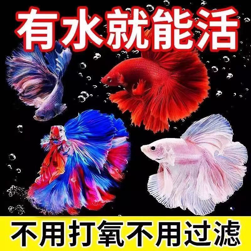 赛级懒人斗鱼仙女宠物婚纱纯白超美半月热带观赏鱼好养耐活速卖通