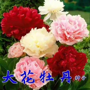 E-Commerce Delivers Peony Seeds and Peony Seeds. Peony Seeds Can Be Sown in All Seasons and Are Easy to Grow