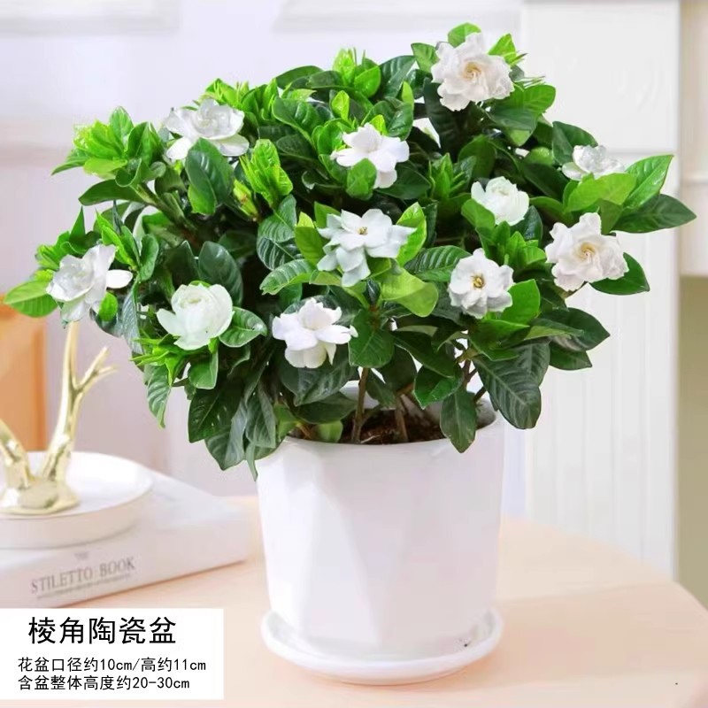 【hot selling】180#Premium large gardenia (large angular ceramic pot) comes with nutritional fertilizer