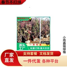 һ�����l�ش��{ݮ�玧���ͺ�����Y���Ϸ������Nֲ���Ե���ͥԺ�{