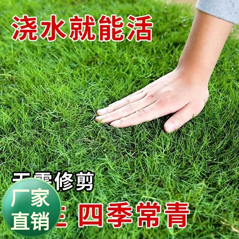 Семена газона Семена травы вечнозеленые