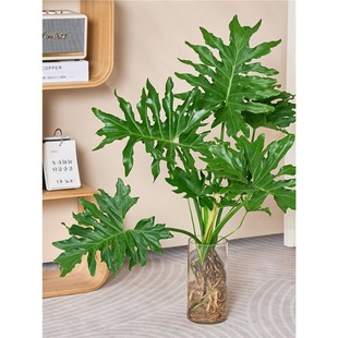 Laozhuang Chunyu Hydroponic Plant Potted Indoor Office Desktop Water Fish Tank Landscaping Flower Rain Large Leaf Green Plant