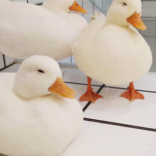 ���� ������w��������S��� ����r����w� ������_��