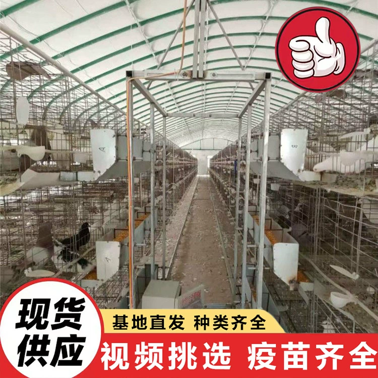 Двухмускульные голуби Mimass (птицы для разведения) по всей стране поставляются живыми｜Продажа королевских голубей с белым пером｜Floor King Pigeons